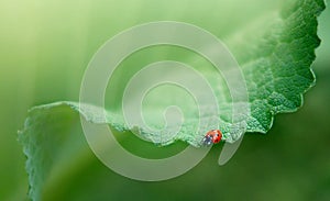 ladybug on a green leaf, background