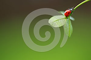 Ladybug on green leaf