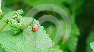 Ladybug on a green leaf. Beautiful nature background.