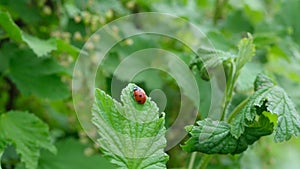 Ladybug on a green leaf. Beautiful nature background. Male fingers. Closeup