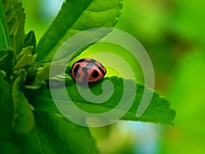 LADYBUG WITH GREEN LEAF BOKEH VIEW