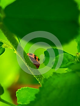 LADYBUG WITH GREEN LEAF BOKEH VIEW