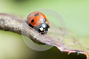 Ladybug on green leaf