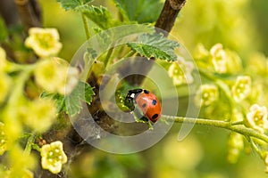 Ladybug On Green Leaf Of Currant In Garden In Spring