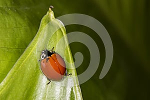 Ladybug on green leaf