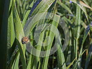 Ladybug on a green leaf of grass covered with dew drops