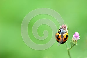 ladybug on a green leaf macro