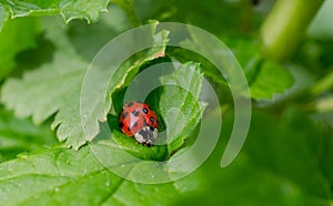 Ladybug photo