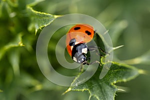 Ladybug on a green leaf