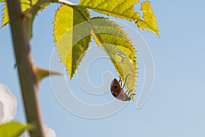 Ladybug on a Green Leaf