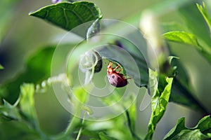 Ladybug green leaf on a sunny day