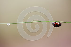 Ladybug and green leafe with sweet light background