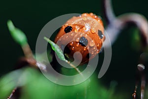 Ladybug on green moss with dandelion