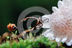 Ladybug on green moss with dandelion