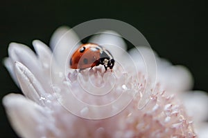 Ladybug on green moss with dandelion