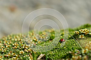 Ladybug on green moss, tiny flowers, soft focus background, nature close-up, alpine microhabitat, isolated, delicate