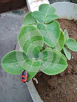 Ladybug on the greenish plant
