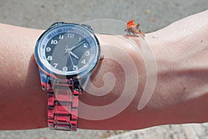 Ladybug on hand with a clock in sunny summer day