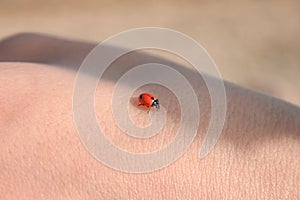 Ladybug on the hand, close-up