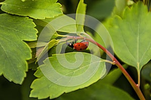 Ladybug hanging upside down on a branch in macro