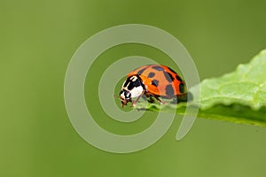 Ladybug (Harmonia axyridis) photo