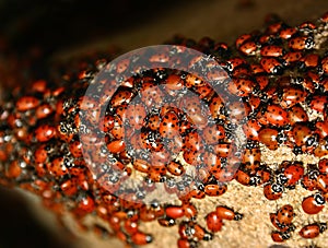 Ladybug (Harmonia axyridis) Swarm photo