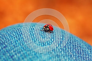 Ladybug on her foot