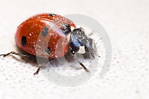 Ladybug after hibernation close up