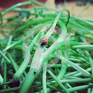 Ladybug home clicked came with veggies