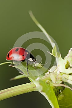 Ladybug hunting for aphids
