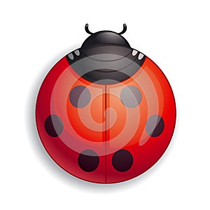 Ladybug icon