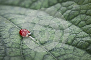 Ladybug
