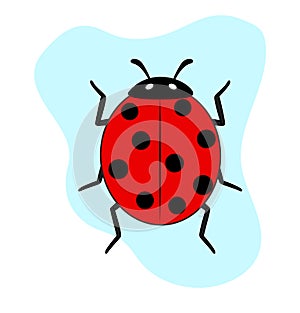 Ladybug Insect