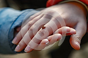 Ladybug Insect on Girl Arm