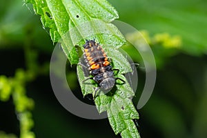 Ladybug insect larva or pupa Coccinellidae closeup. Pupal stage feeding on green vegetation closeup