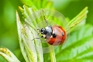 Ladybug Insect on Leaf Macro