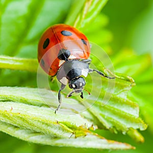 Ladybug Insect on Leaf Macro