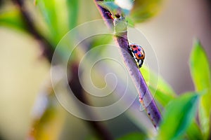 Ladybug insect on natural condition