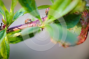 Ladybug insect on natural condition