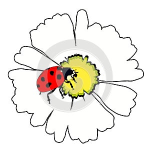 the is ladybug insect nature on daisy flower. vector illustration