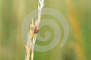 Ladybug insect on a plant.