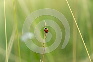 Ladybug insect on a plant.