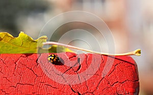 ladybug insect on a red wooden background with an autumn leaf