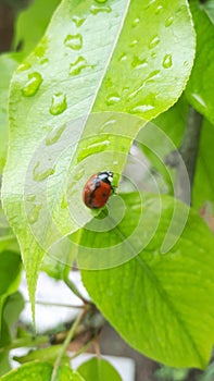 The ladybug insect is a spotted joy from childhood.