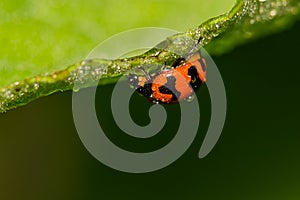 ladybug