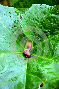 Ladybug insects walking on green leaves. To find a spawn or food source,Ladybug sitting on a flower leaf warm spring day