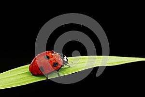 Ladybug isolated on black