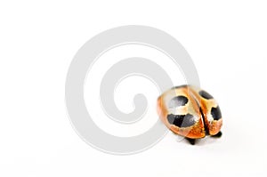 Ladybug is isolated in white