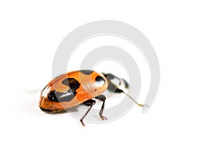 Ladybug is isolated in white