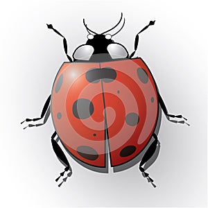 Ladybug isolated on white realistic vector illustration